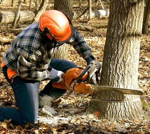 Tree Removal in Chatfield, TX